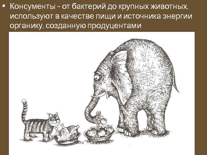  • Консументы – от бактерий до крупных животных, используют в качестве пищи и