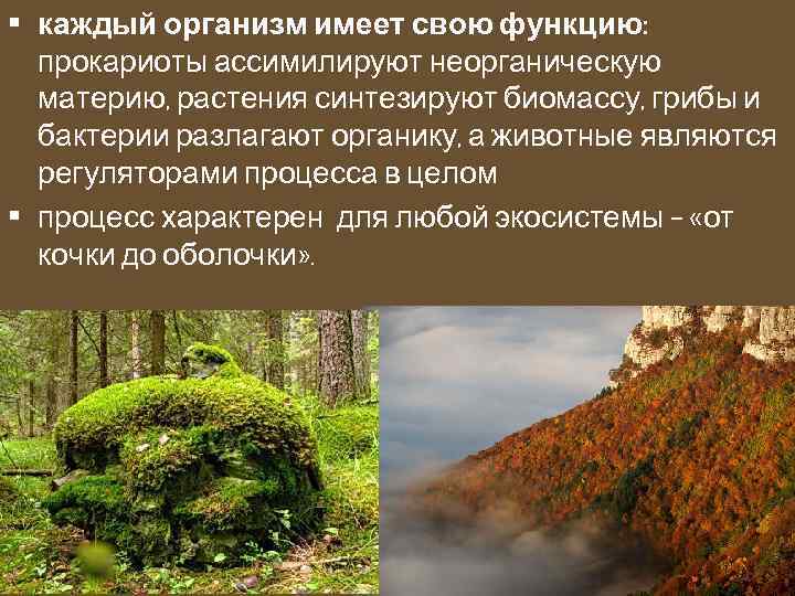  • каждый организм имеет свою функцию: прокариоты ассимилируют неорганическую материю, растения синтезируют биомассу,