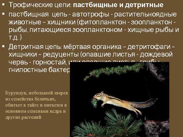  • Трофические цепи: пастбищные и детритные • пастбищная цепь - автотрофы - растительноядные