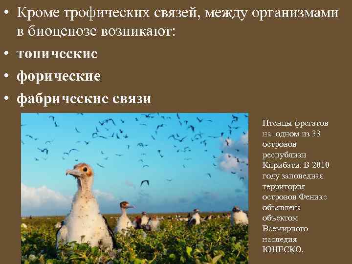 • Кроме трофических связей, между организмами в биоценозе возникают: • топические • форические
