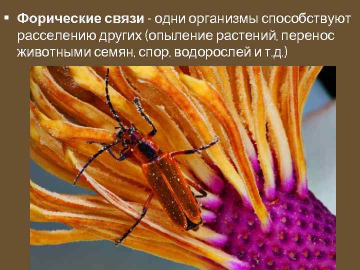  • Форические связи - одни организмы способствуют расселению других (опыление растений, перенос животными