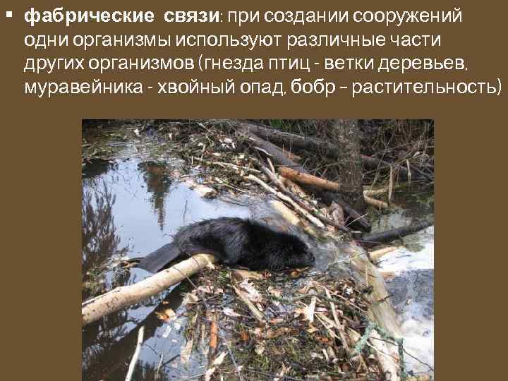  • фабрические связи: при создании сооружений одни организмы используют различные части других организмов