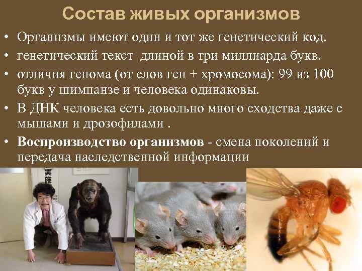 Состав живых организмов • Организмы имеют один и тот же генетический код. • генетический