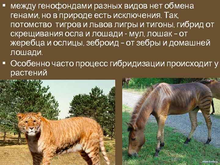  • между генофондами разных видов нет обмена генами, но в природе есть исключения.