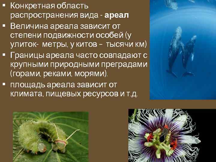  • Конкретная область распространения вида - ареал • Величина ареала зависит от степени
