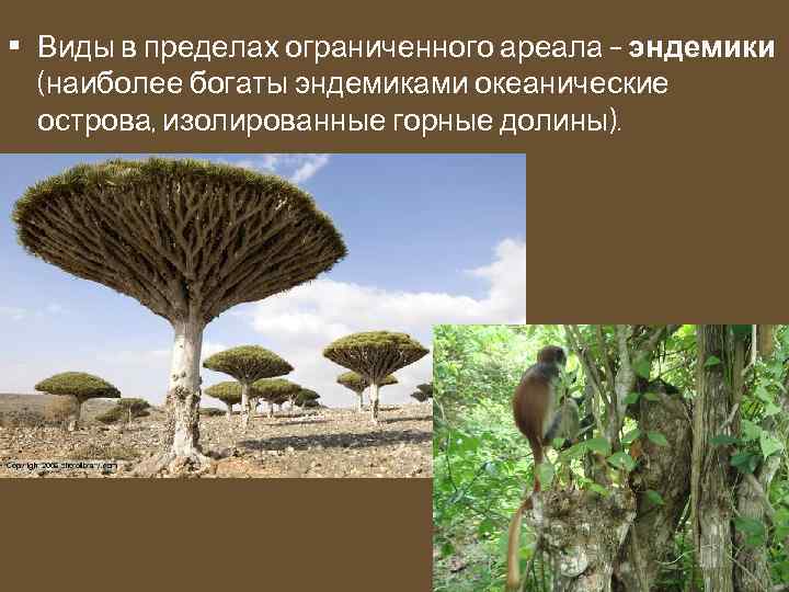  • Виды в пределах ограниченного ареала – эндемики (наиболее богаты эндемиками океанические острова,