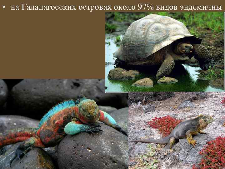  • на Галапагосских островах около 97% видов эндемичны 