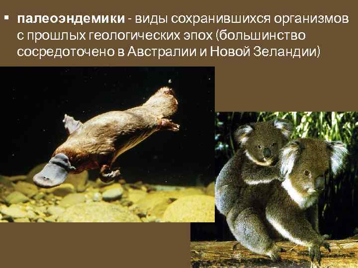  • палеоэндемики - виды сохранившихся организмов с прошлых геологических эпох (большинство сосредоточено в