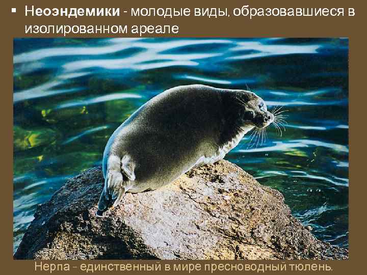  • Неоэндемики - молодые виды, образовавшиеся в изолированном ареале Нерпа – единственный в