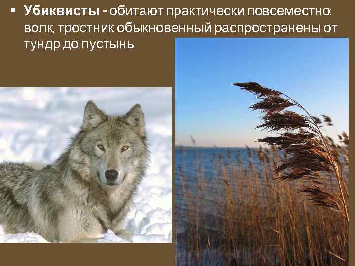  • Убиквисты - обитают практически повсеместно: волк, тростник обыкновенный распространены от тундр до