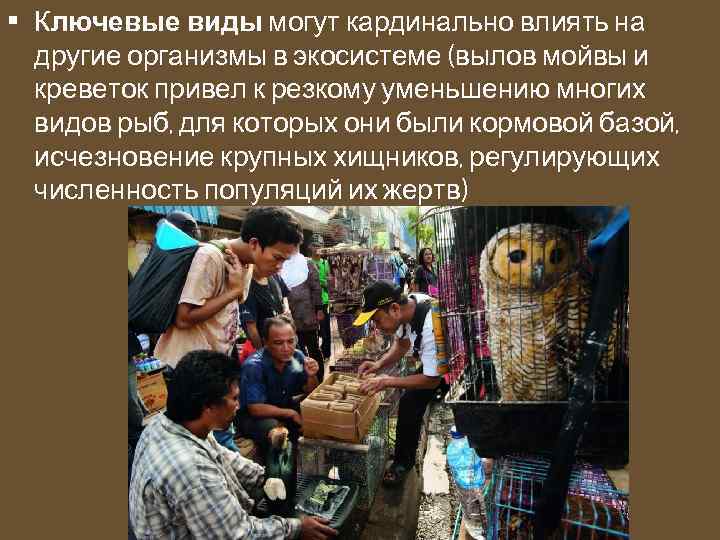  • Ключевые виды могут кардинально влиять на другие организмы в экосистеме (вылов мойвы