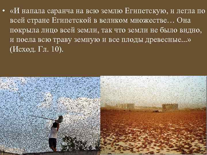  • «И напала саранча на всю землю Египетскую, и легла по всей стране