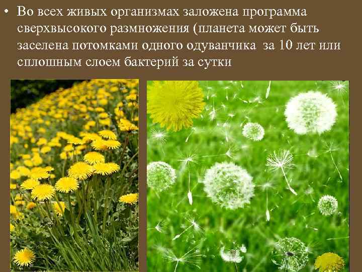  • Во всех живых организмах заложена программа сверхвысокого размножения (планета может быть заселена