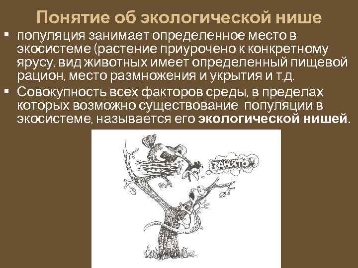 Понятие об экологической нише • популяция занимает определенное место в экосистеме (растение приурочено к