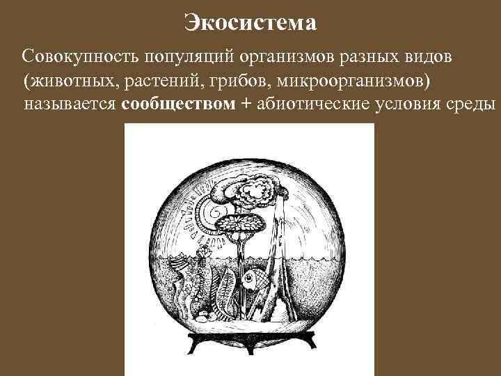 Экосистема Совокупность популяций организмов разных видов (животных, растений, грибов, микроорганизмов) называется сообществом + абиотические