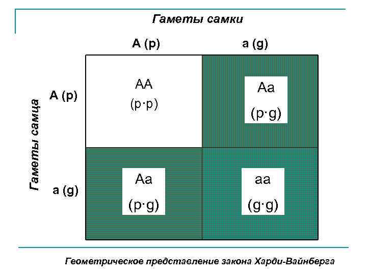 Гаметы самки Гаметы самца А (р) а (g) АА (р·р) а (g) Аа (р·g)