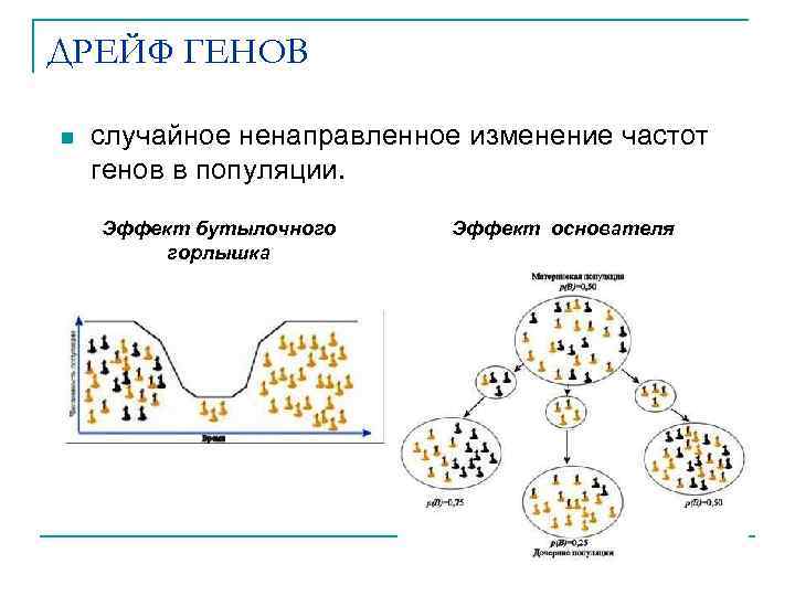 ДРЕЙФ ГЕНОВ n случайное ненаправленное изменение частот генов в популяции. Эффект бутылочного горлышка Эффект