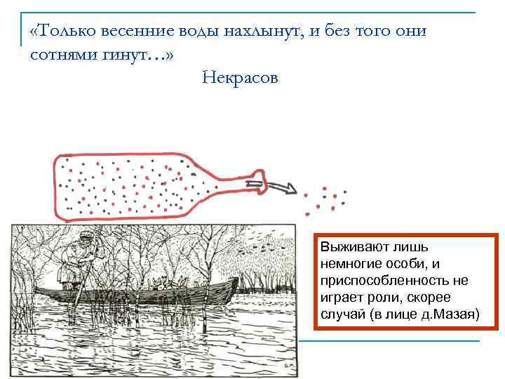  «Только весенние воды нахлынут, и без того они сотнями гинут…» Некрасов Выживают лишь