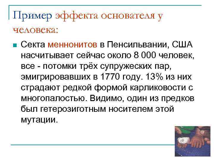 Пример эффекта основателя у человека: n Секта меннонитов в Пенсильвании, США насчитывает сейчас около