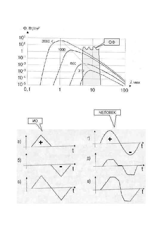 ОФ ЧЕЛОВЕК ИО + + - 