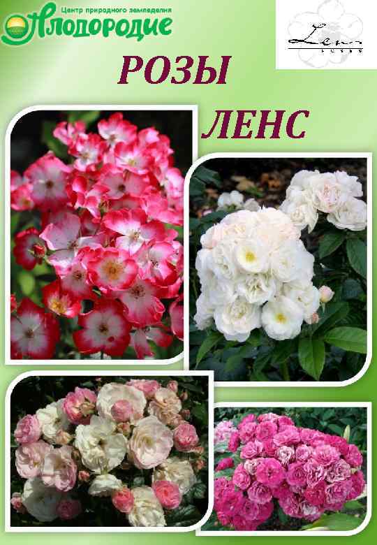 РОЗЫ ЛЕНС 