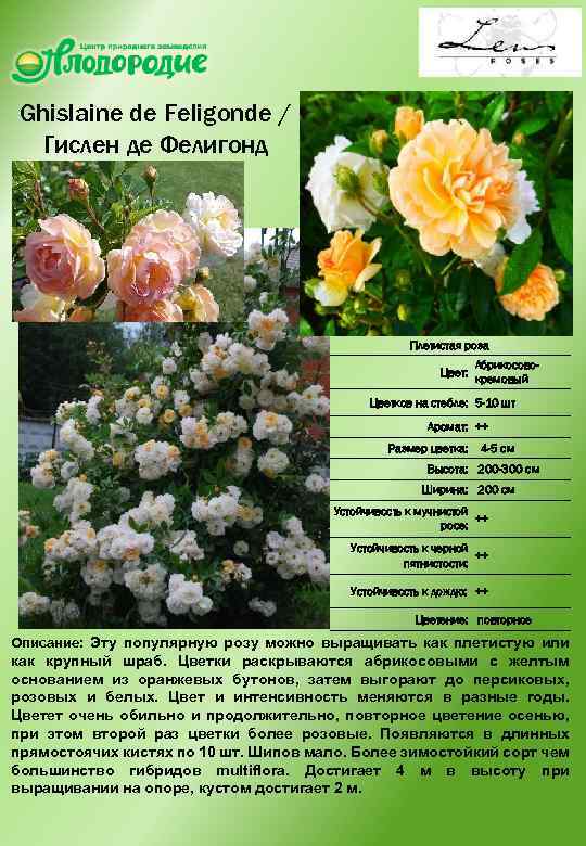 Ghislaine de Feligonde / Гислен де Фелигонд Плетистая роза Цвет: Абрикосовокремовый Цветков на стебле: