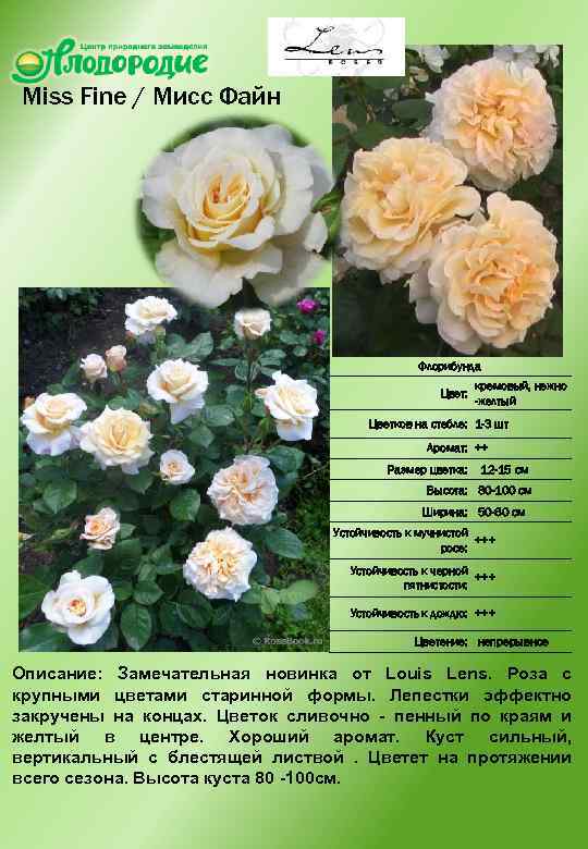 Miss Fine / Мисс Файн Флорибунда Цвет: кремовый, нежно -желтый Цветков на стебле: 1