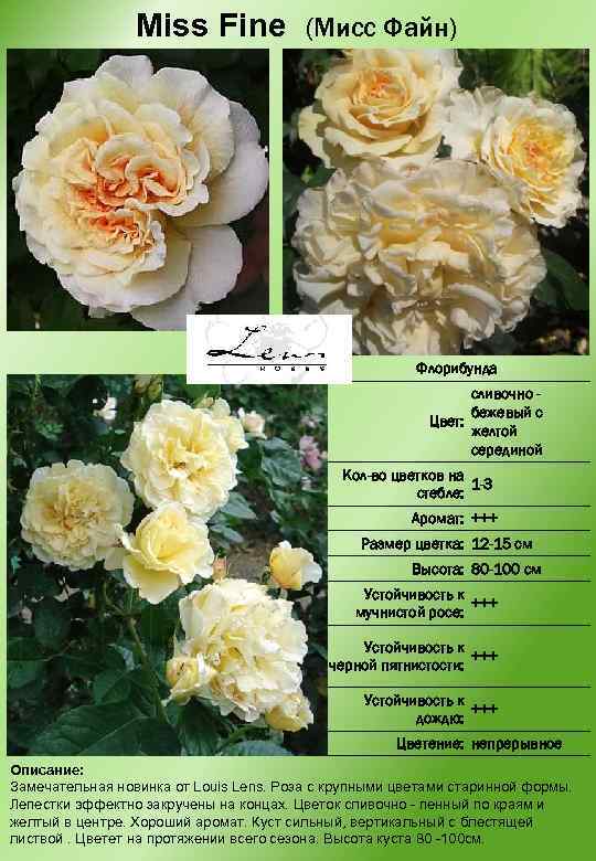 Miss Fine (Мисс Файн) Флорибунда сливочно бежевый с Цвет: желтой серединой Кол-во цветков на