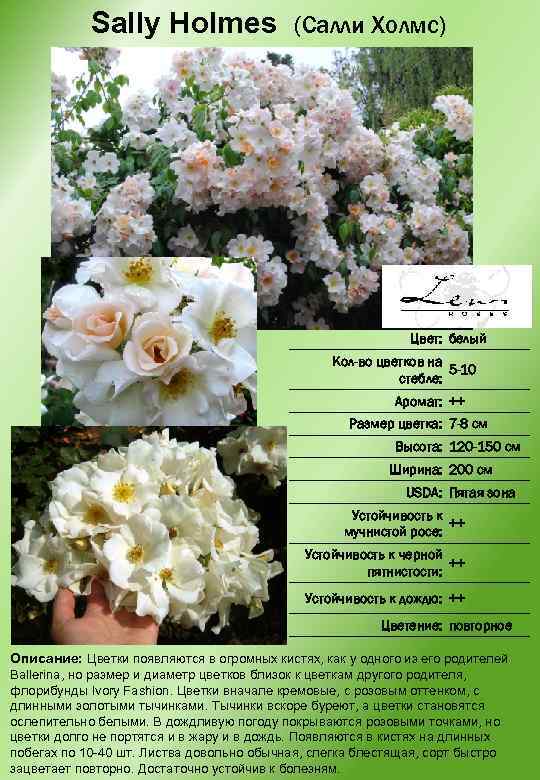 Sally Holmes (Салли Холмс) Цвет: белый Кол-во цветков на 5 -10 стебле: Аромат: ++