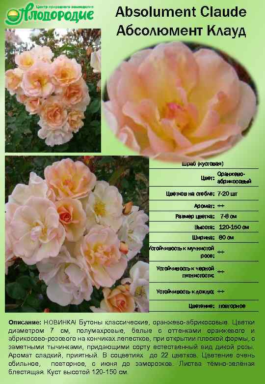 Absolument Claude Абсолюмент Клауд Шраб (кустовая) Цвет: Оранжевоабрикосовый Цветков на стебле: 7 -20 шт