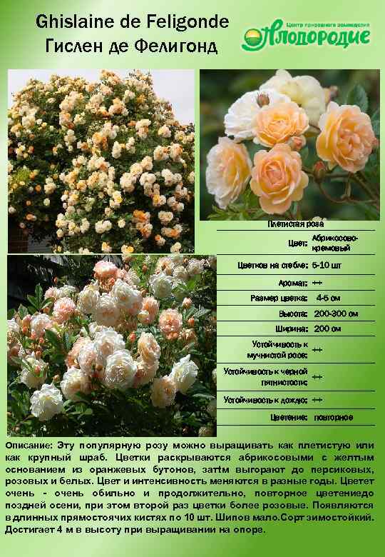 Ghislaine de Feligonde Гислен де Фелигонд Плетистая роза Цвет: Абрикосовокремовый Цветков на стебле: 5