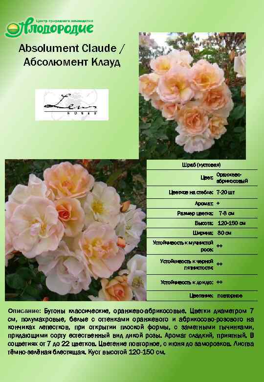  Absolument Claude / Абсолюмент Клауд Шраб (кустовая) Цвет: Оранжевоабрикосовый Цветков на стебле: 7