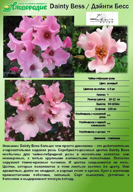 Dainty Bess / Дэйнти Бесс Чайно-гибридная роза Цвет: розовый Цветков на стебле: 1 -3