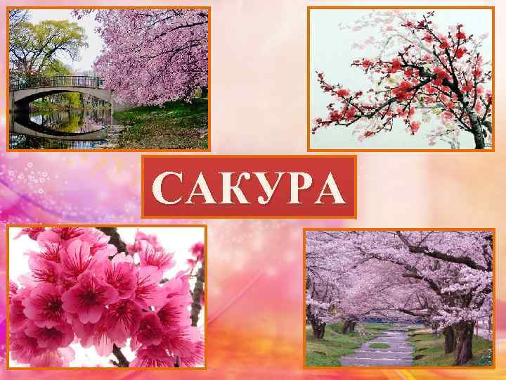 САКУРА 