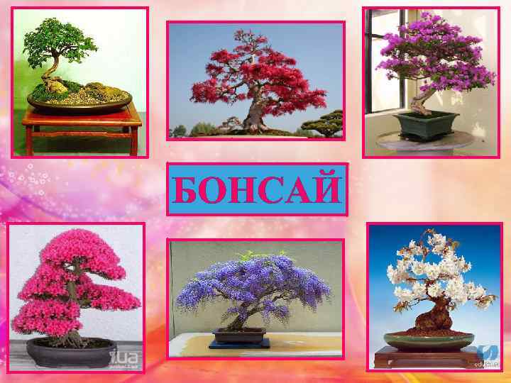 БОНСАЙ 
