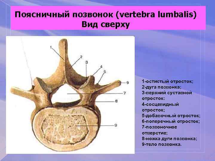 Поясничный позвонок (vertebra lumbalis) Вид сверху 1 -остистый отросток; 2 -дуга позвонка; 3 -верхний