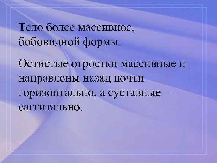 Тело более массивное, бобовидной формы. Остистые отростки массивные и направлены назад почти горизонтально, а