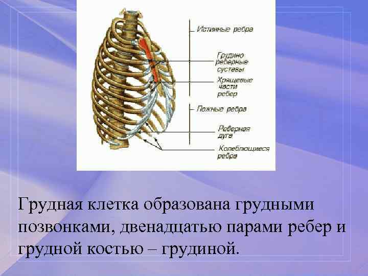 Грудная клетка образована грудными позвонками, двенадцатью парами ребер и грудной костью – грудиной. 