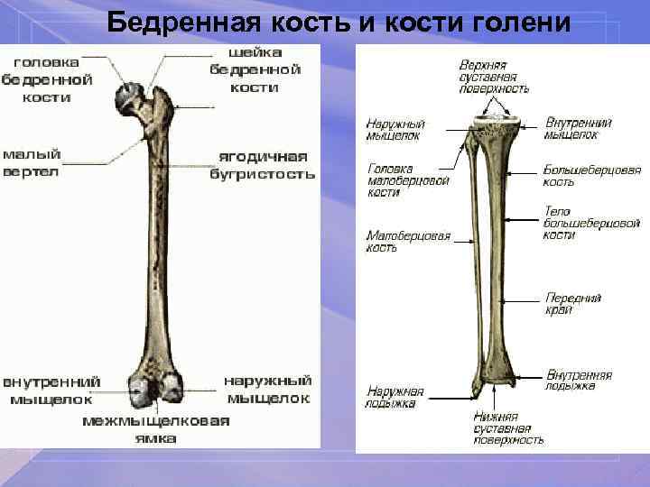 Бедренная кость и кости голени 