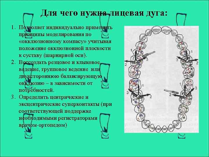 Лицевая дуга презентация