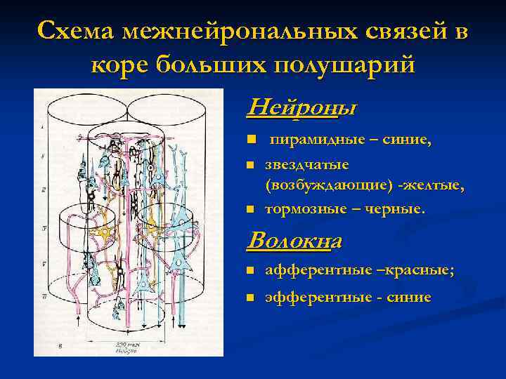 Схема межнейрональных связей в коре мозжечка функциональные взаимосвязи