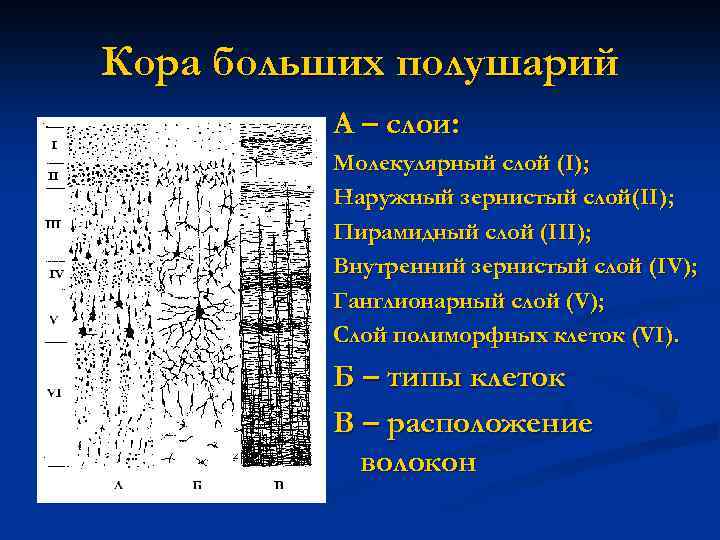 Кора больших полушарий А – слои: Молекулярный слой (I); Наружный зернистый слой(II); Пирамидный слой