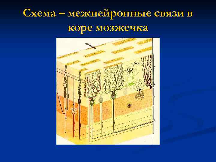 Схема – межнейронные связи в коре мозжечка 