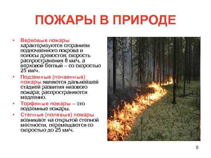 ПОЖАРЫ В ПРИРОДЕ • • Верховые пожары характеризуются сгоранием подпочвенного покрова и полосы древостоя;