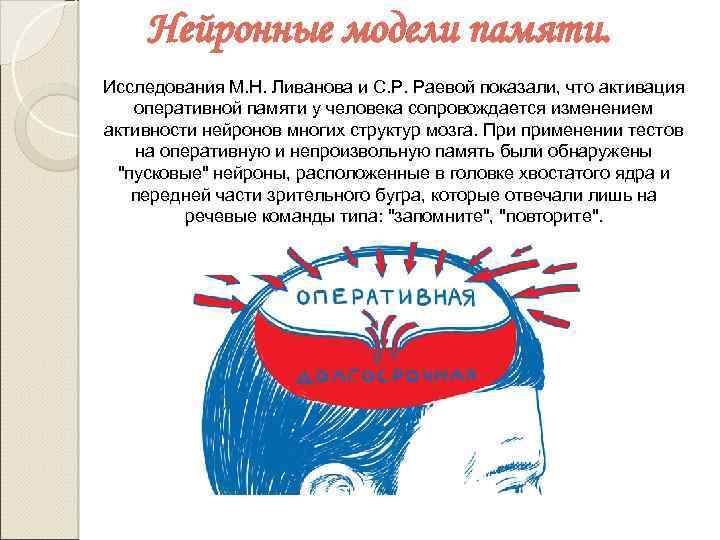 Нейронные модели памяти. Исследования М. Н. Ливанова и С. Р. Раевой показали, что активация