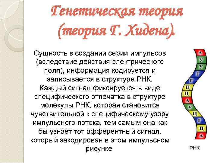 Генетическая теория (теория Г. Хидена). Сущность в создании серии импульсов (вследствие действия электрического поля),
