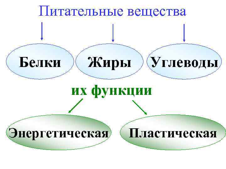 Питательные вещества Белки Жиры Углеводы их функции Энергетическая Пластическая 