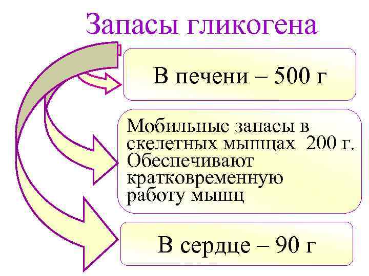 Запасы гликогена В печени – 500 г Мобильные запасы в скелетных мышцах 200 г.