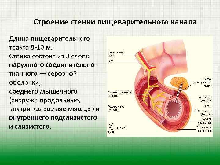 Особенности строения стенки