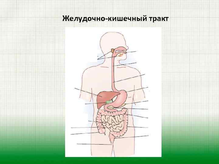 Желудочно-кишечный тракт 